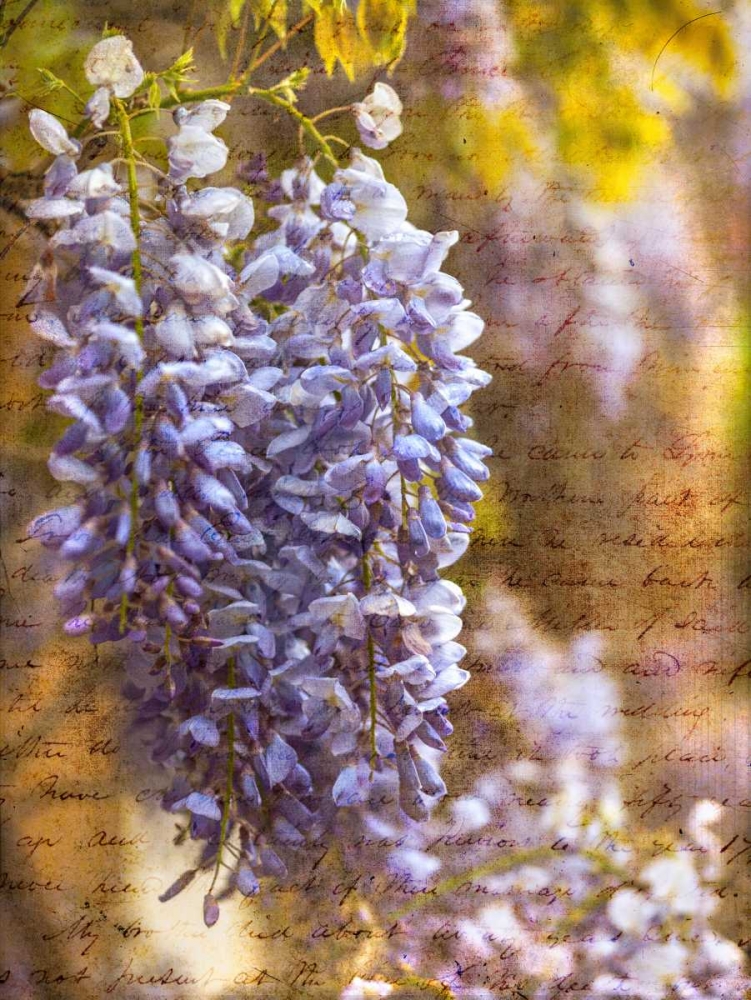 Beautiful Allium flowers art print by Assaf Frank for $57.95 CAD