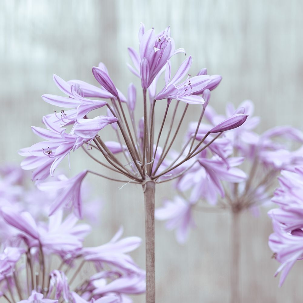 African Lilies art print by Assaf Frank for $57.95 CAD