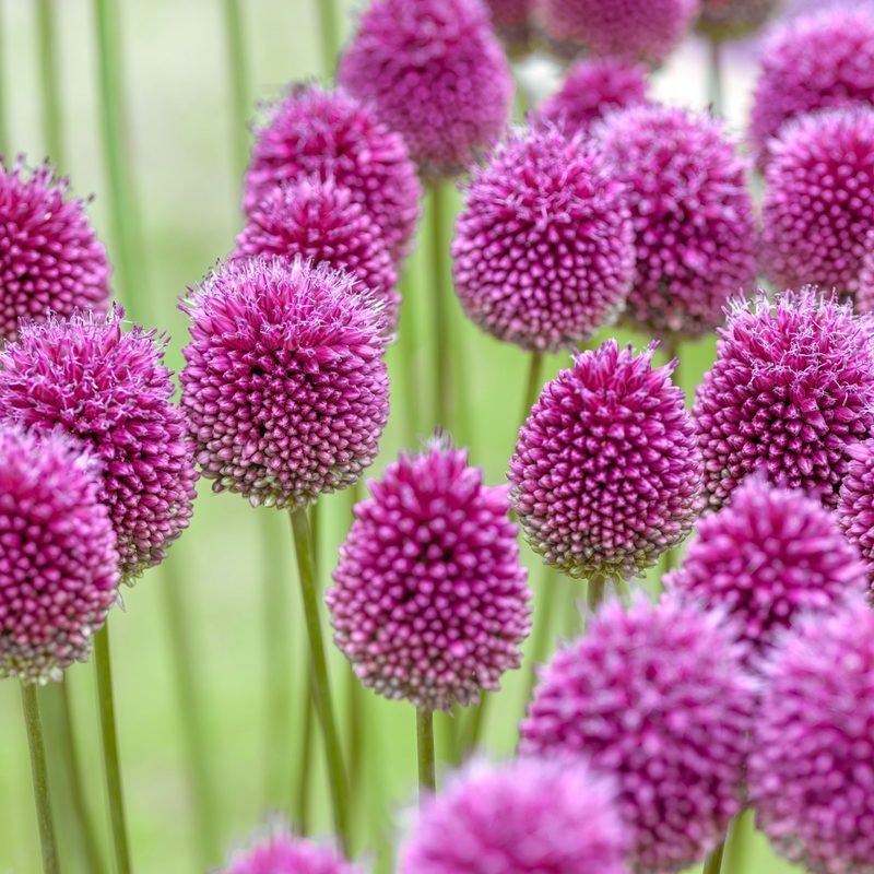 Allium flowers art print by Assaf Frank for $57.95 CAD