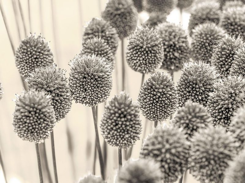 Allium flowers art print by Assaf Frank for $57.95 CAD