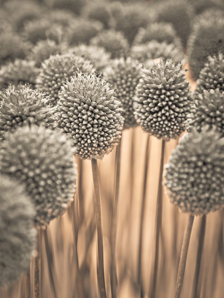 Allium flowers art print by Assaf Frank for $57.95 CAD