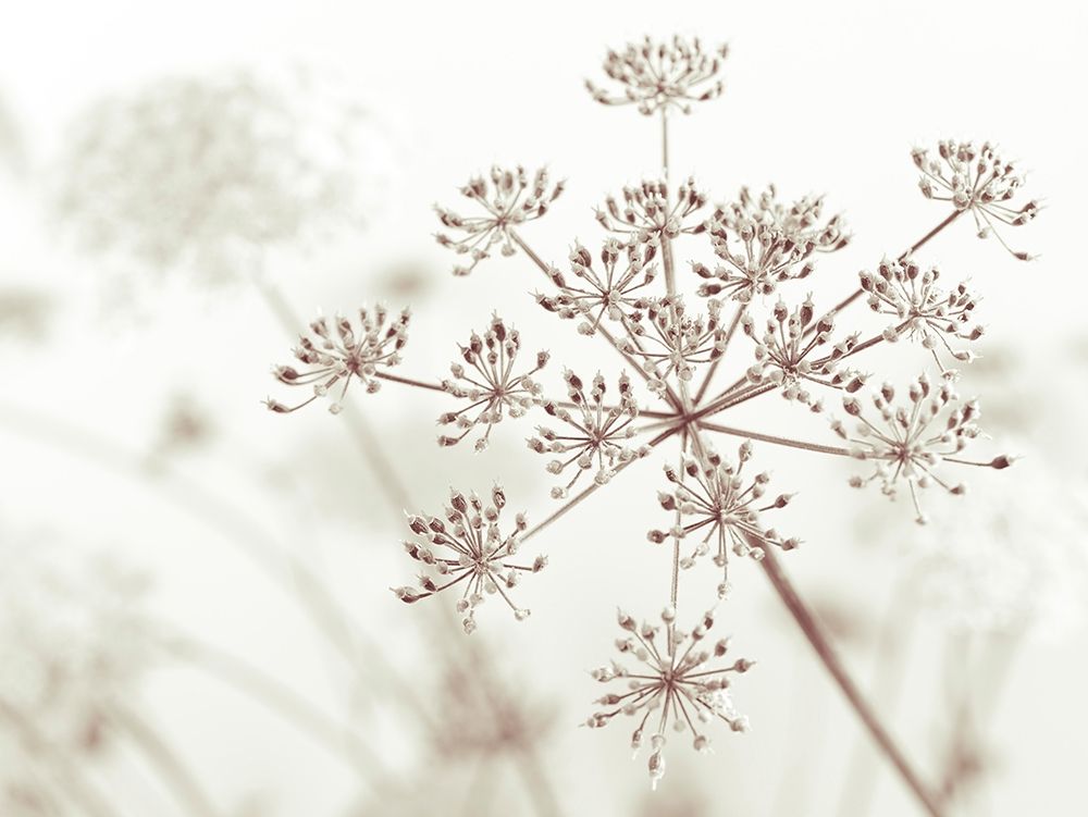 Cow parsley flower art print by Assaf Frank for $57.95 CAD