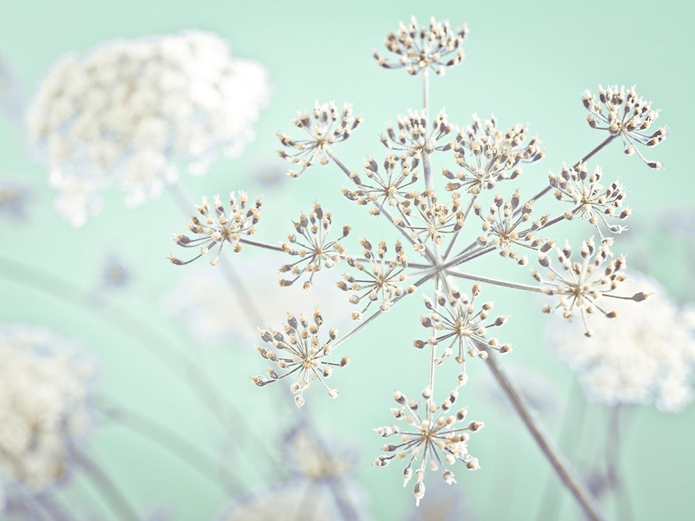 Cow parsley flower art print by Assaf Frank for $57.95 CAD