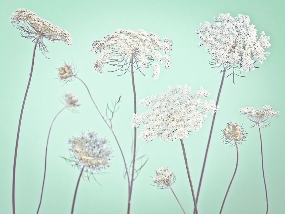Cow parsley flowers art print by Assaf Frank for $57.95 CAD