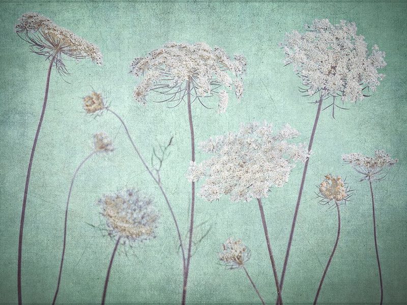 Cow parsley flowers art print by Assaf Frank for $57.95 CAD