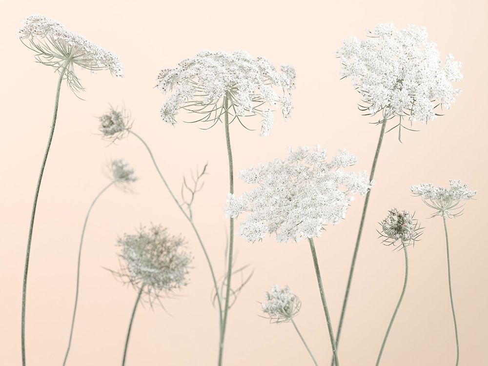 Cow parsley flowers on coloured background art print by Assaf Frank for $57.95 CAD