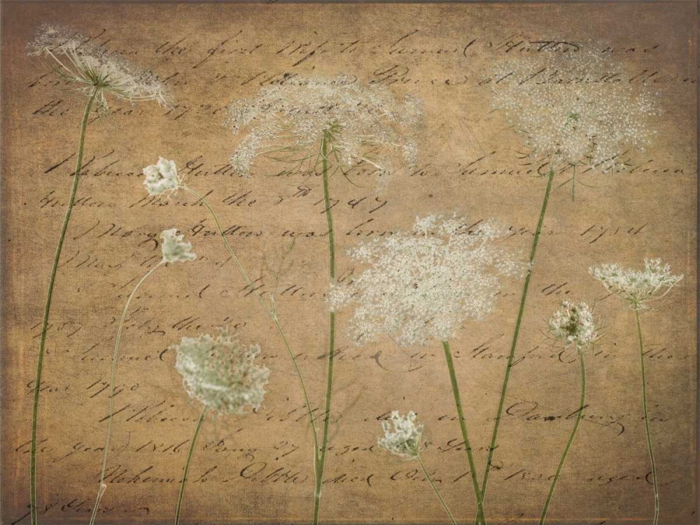 Cow parsley flowers on coloured background art print by Assaf Frank for $57.95 CAD