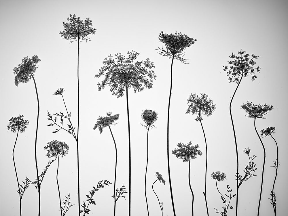 Cow parsley art print by Assaf Frank for $57.95 CAD