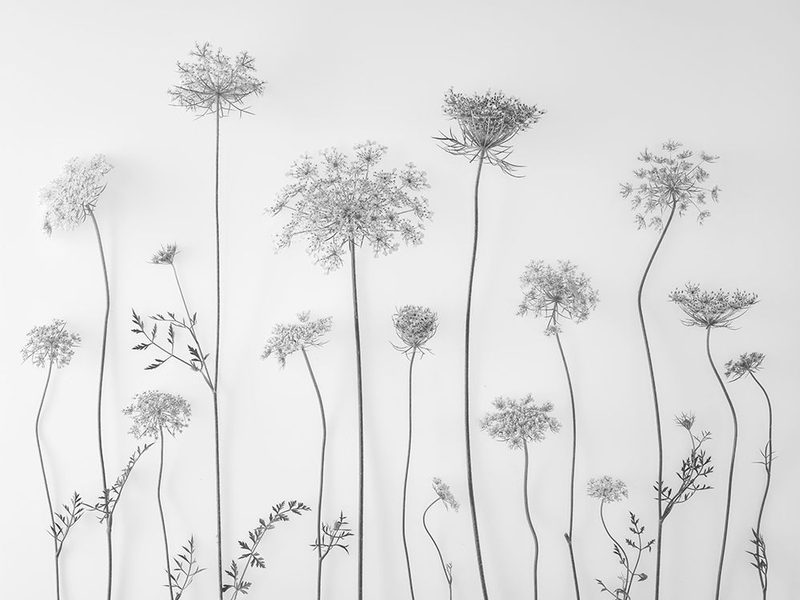 Cow parsley art print by Assaf Frank for $57.95 CAD
