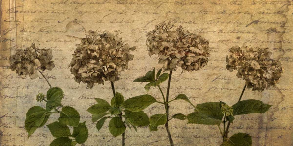 Four dried Hydrangea flowers in a row art print by Assaf Frank for $57.95 CAD