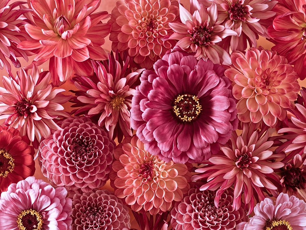 Mixed flowers art print by Assaf Frank for $57.95 CAD