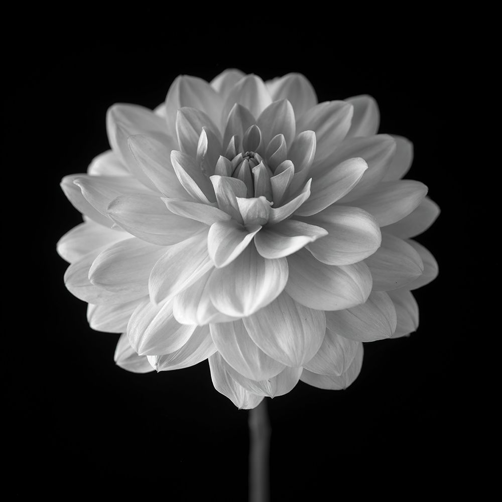 Dahlia flower on black background art print by Assaf Frank for $57.95 CAD