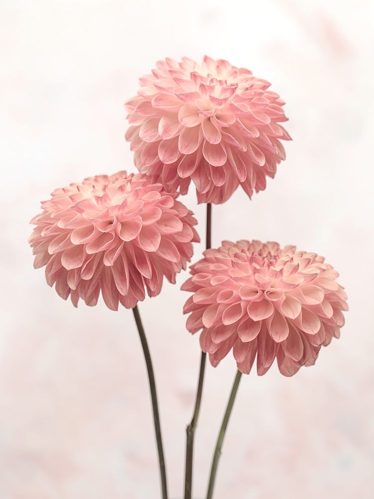 Three Dahlia flowers on white background art print by Assaf Frank for $57.95 CAD