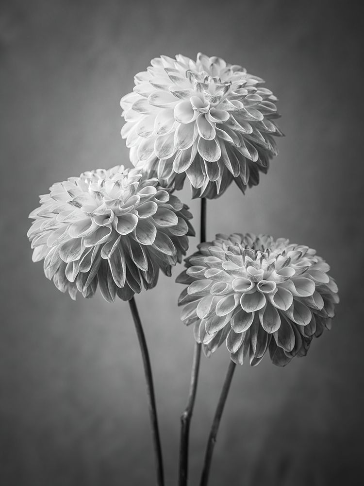 Three Dahlia flowers art print by Assaf Frank for $57.95 CAD