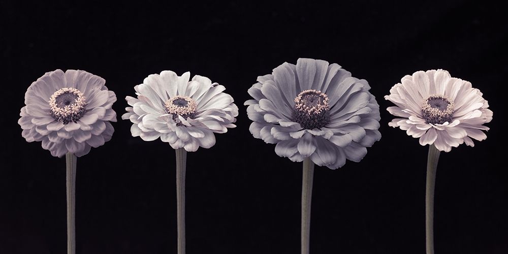 Four Zinnia flowers in a row art print by Assaf Frank for $57.95 CAD