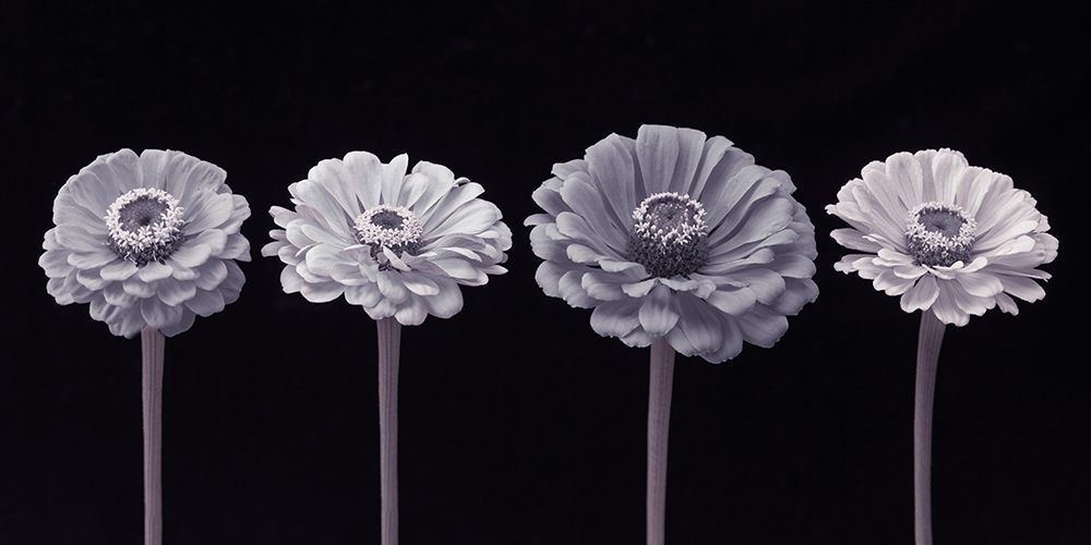 Four Zinnia flowers in a row art print by Assaf Frank for $57.95 CAD