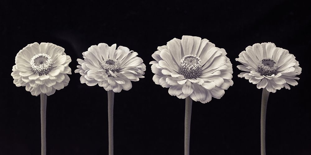 Four Zinnia flowers in a row art print by Assaf Frank for $57.95 CAD