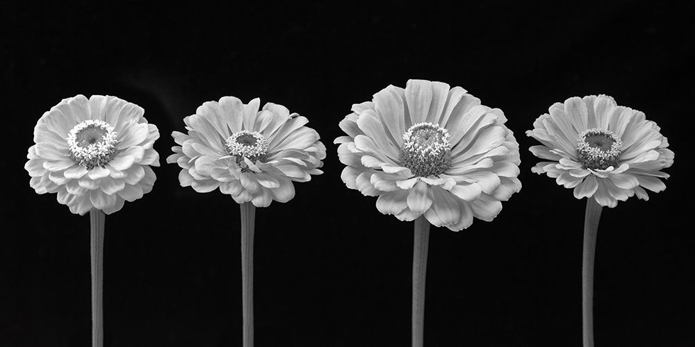 Four Zinnia flowers in a row art print by Assaf Frank for $57.95 CAD