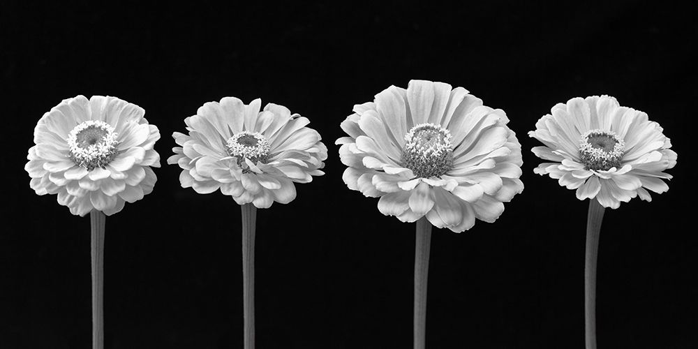 Four Zinnia flowers in a row art print by Assaf Frank for $57.95 CAD