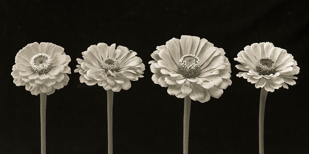 Four Zinnia flowers in a row art print by Assaf Frank for $57.95 CAD