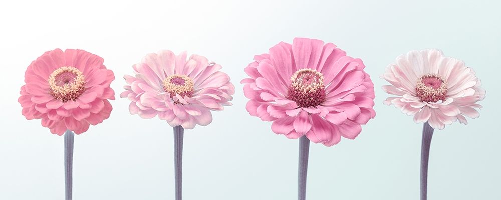 Four Zinnias in a row, FTBR-1898 art print by Assaf Frank for $57.95 CAD