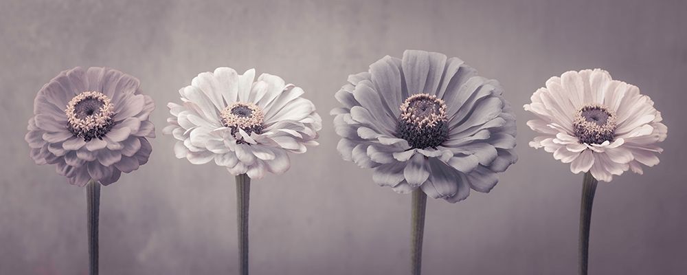 Four Zinnias in a row art print by Assaf Frank for $57.95 CAD