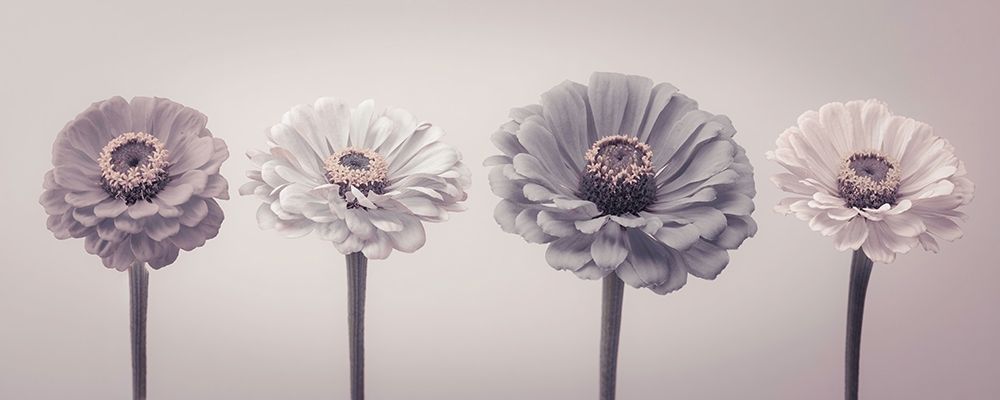 Four Zinnias in a row art print by Assaf Frank for $57.95 CAD
