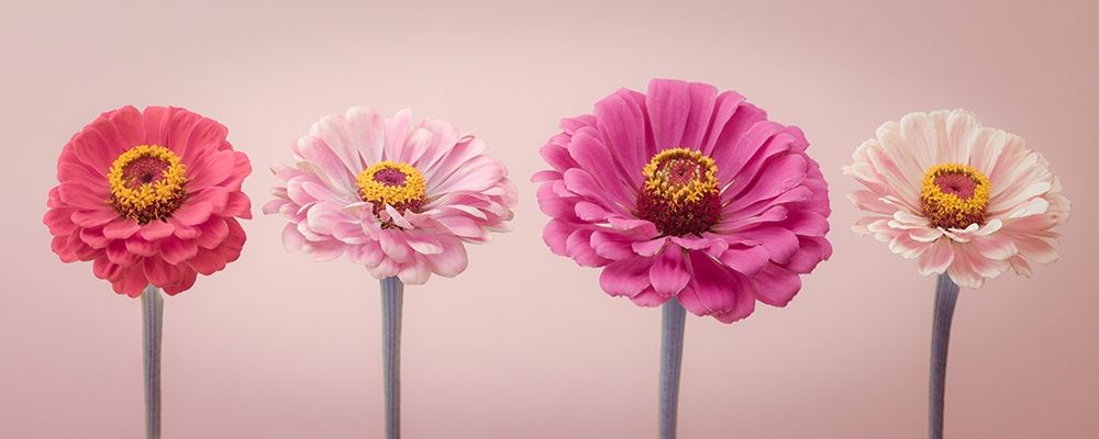Four Zinnias in a row, FTBR-1899 art print by Assaf Frank for $57.95 CAD