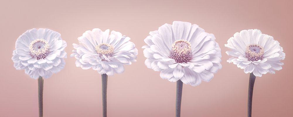 Four Zinnias in a row, FTBR-1900 art print by Assaf Frank for $57.95 CAD