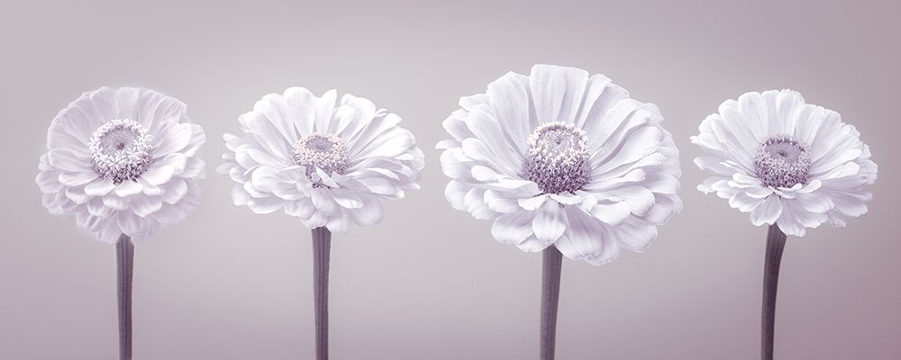 Four Zinnia flowers in a row art print by Assaf Frank for $57.95 CAD