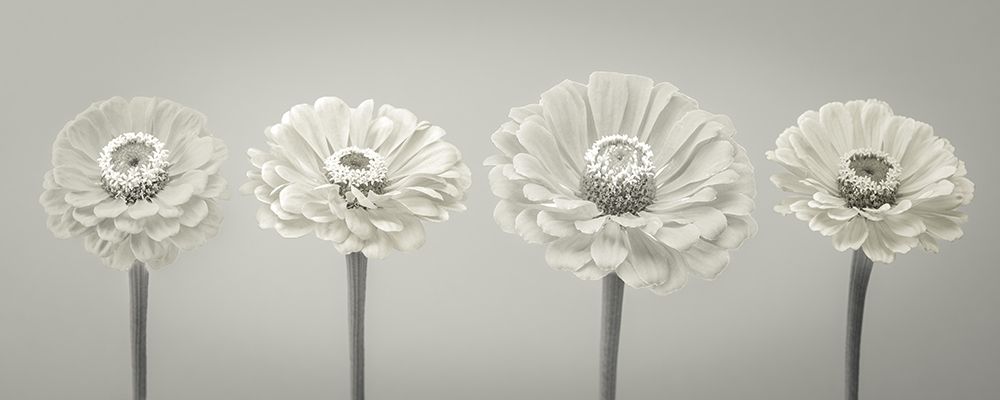Four Zinnia flowers in a row art print by Assaf Frank for $57.95 CAD