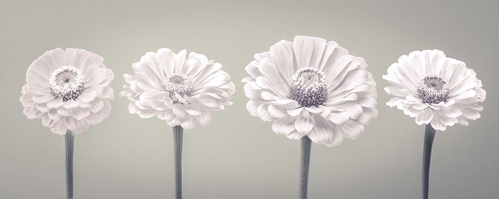 Four Zinnia flowers in a row art print by Assaf Frank for $57.95 CAD