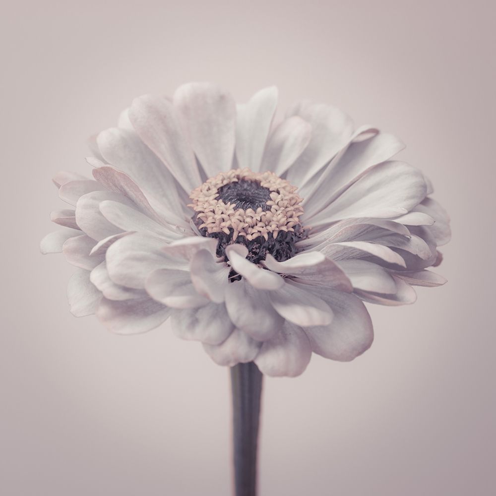 Zinnia flower art print by Assaf Frank for $57.95 CAD