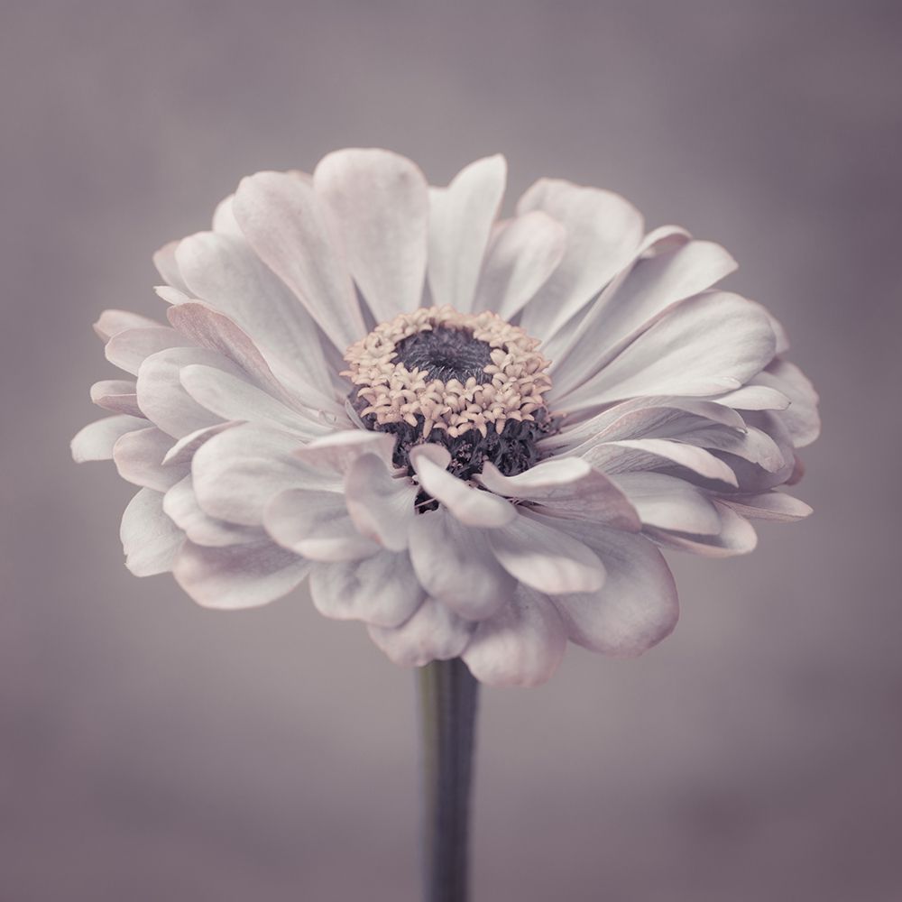 Zinnia flower art print by Assaf Frank for $57.95 CAD