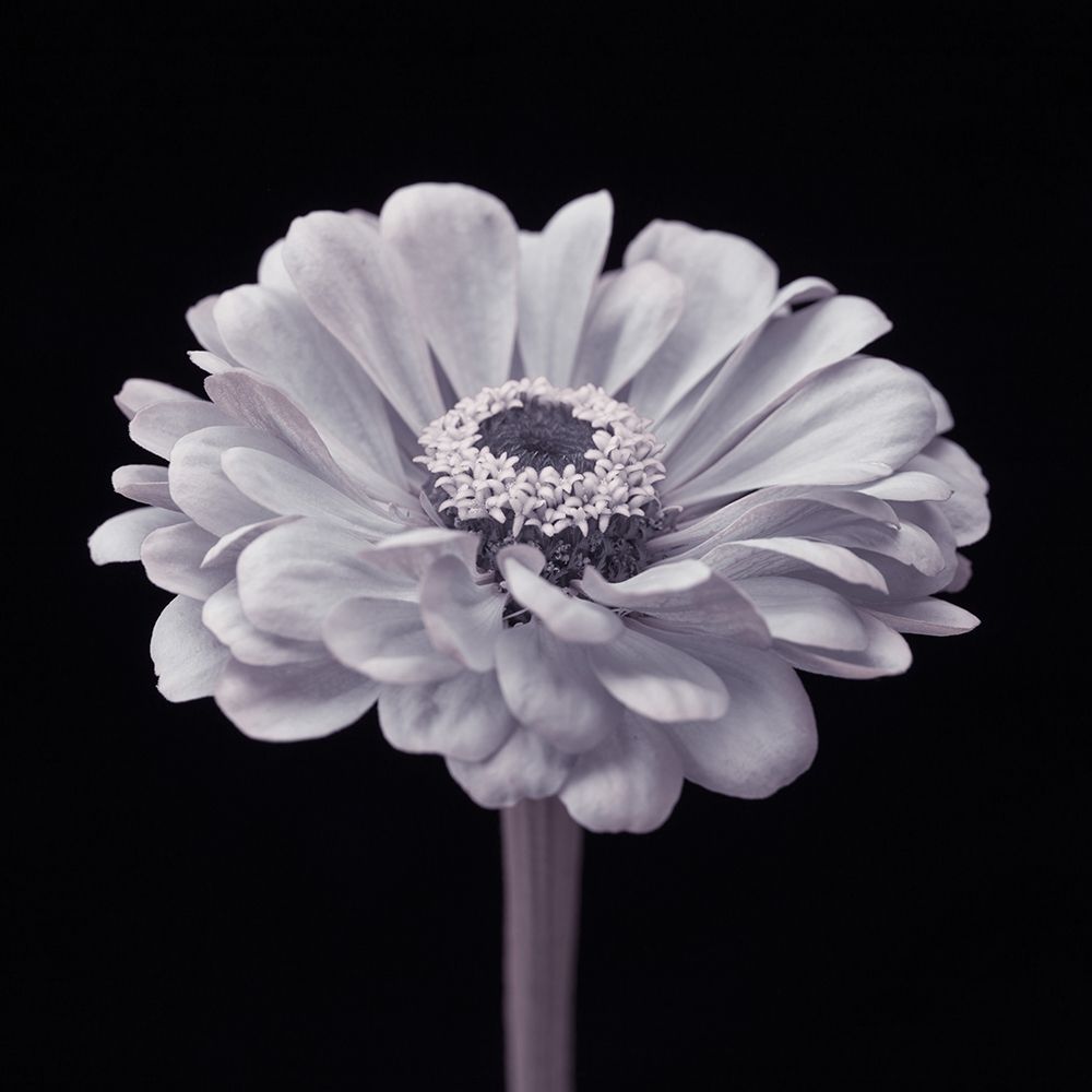Zinnia flower art print by Assaf Frank for $57.95 CAD