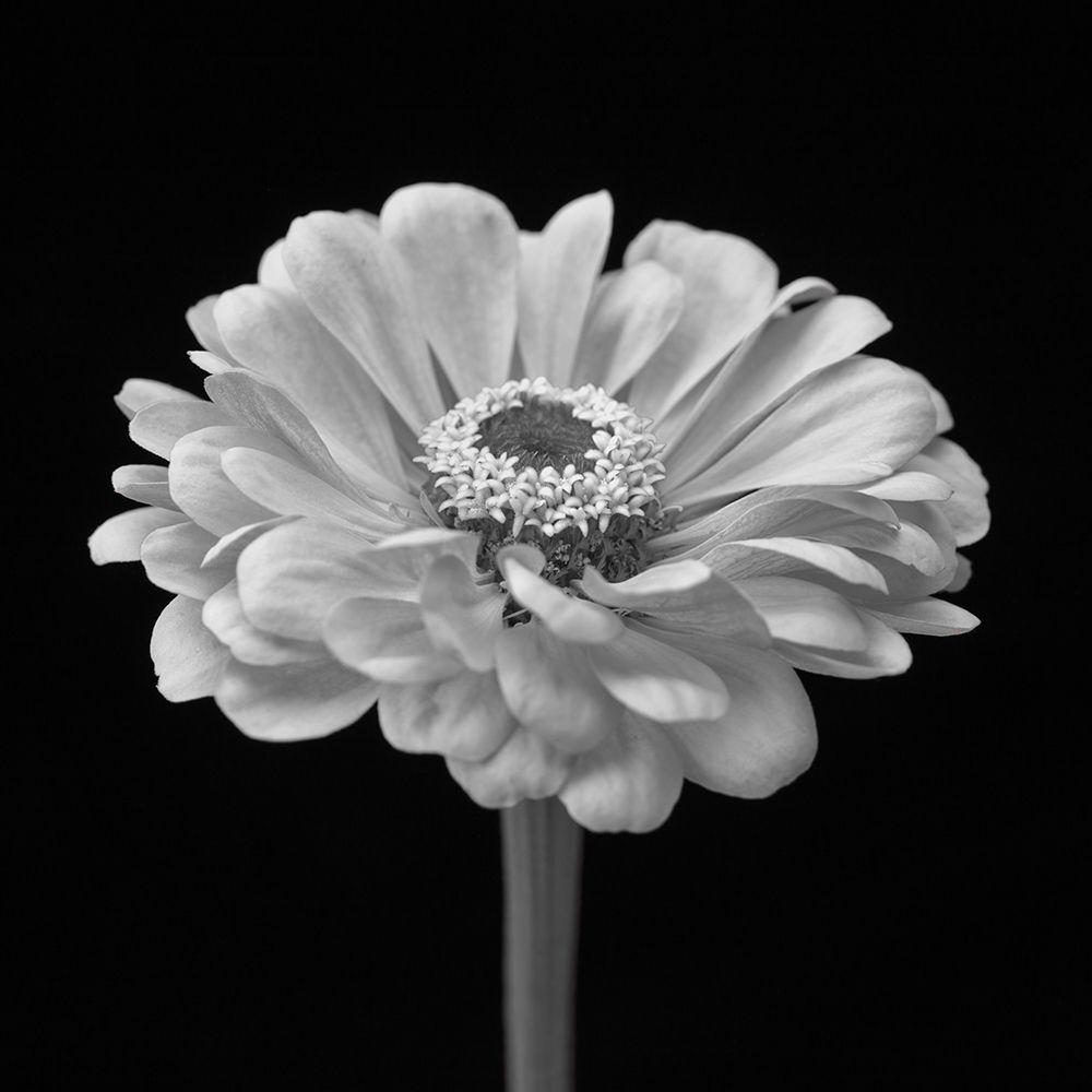 Zinnia flower art print by Assaf Frank for $57.95 CAD
