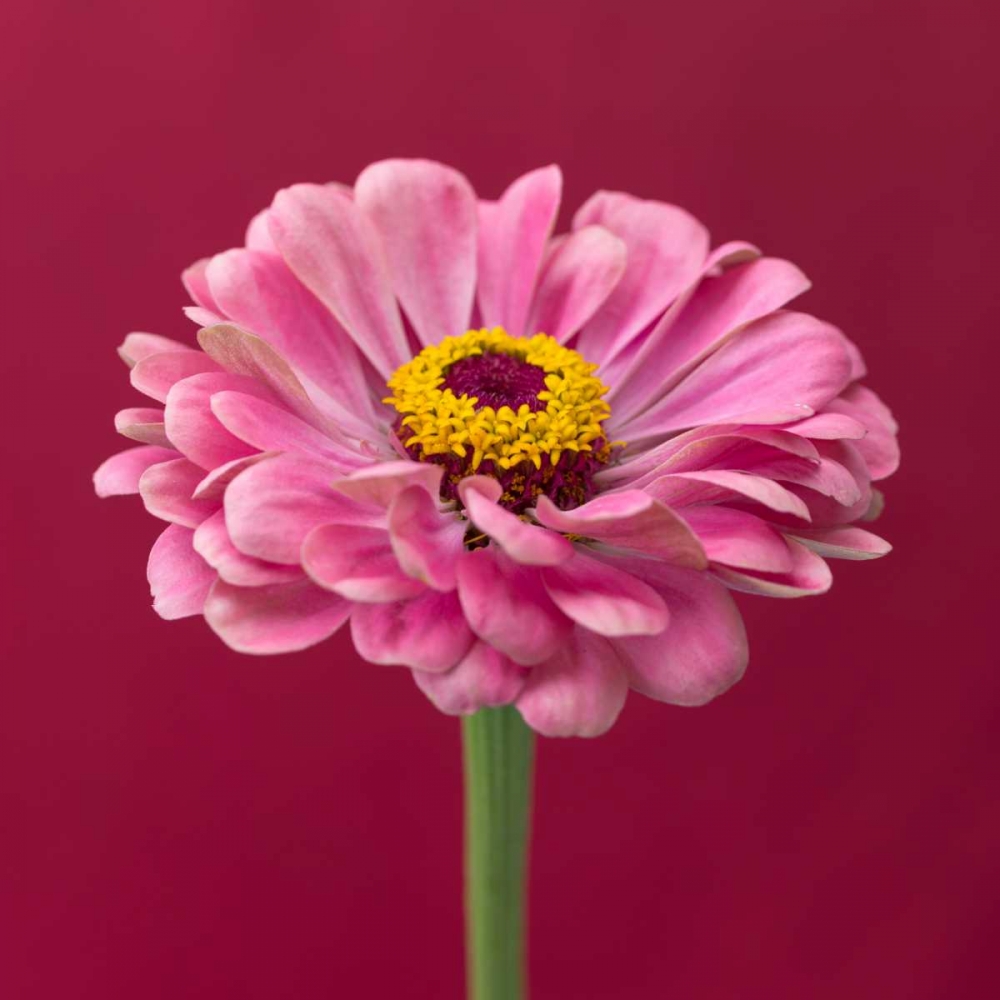 Fresh Zinnia flower art print by Assaf Frank for $57.95 CAD