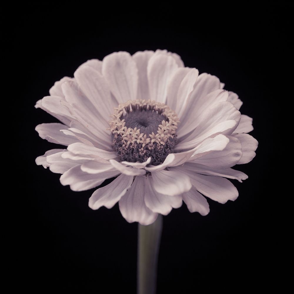 Zinnia flower art print by Assaf Frank for $57.95 CAD