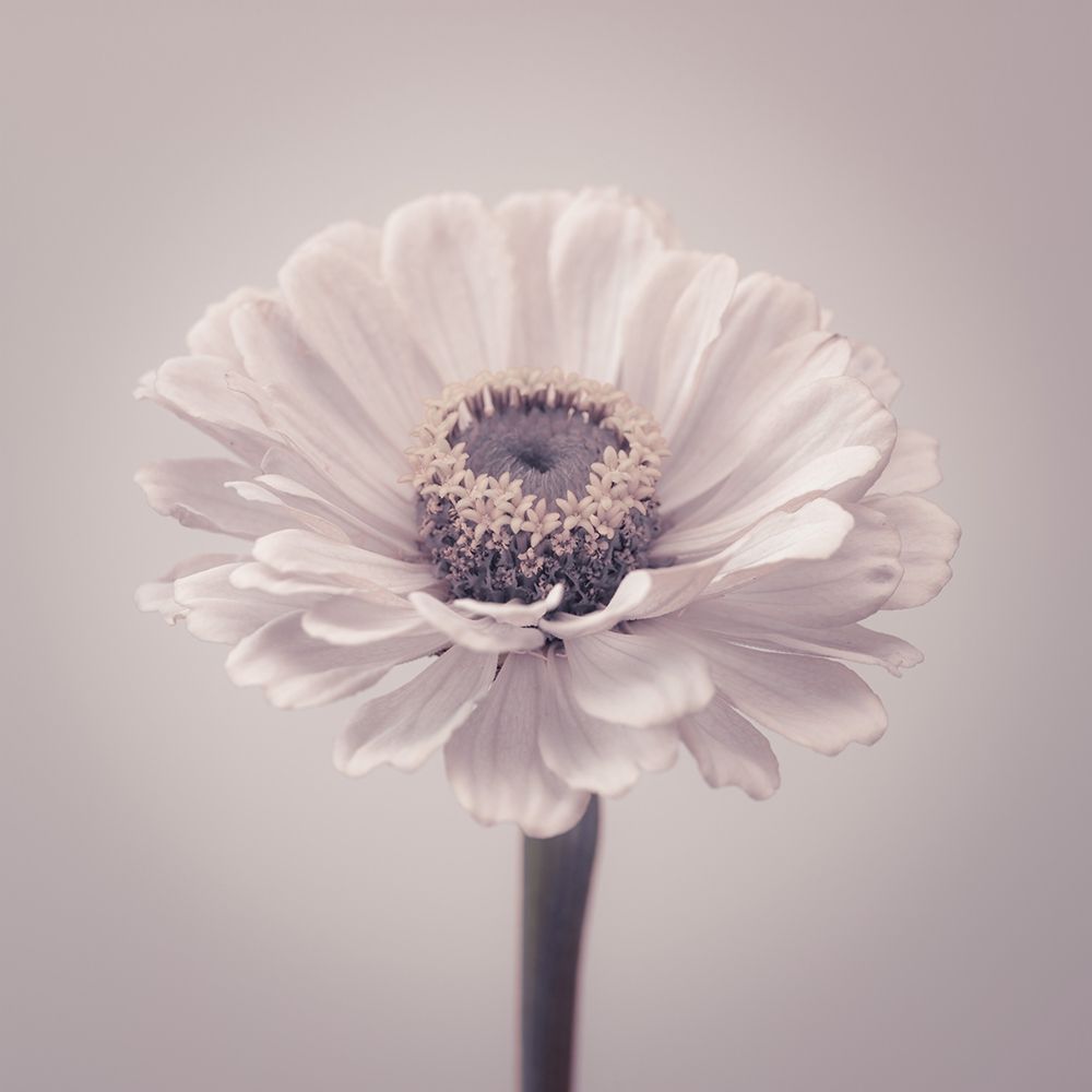 Zinnia flower art print by Assaf Frank for $57.95 CAD