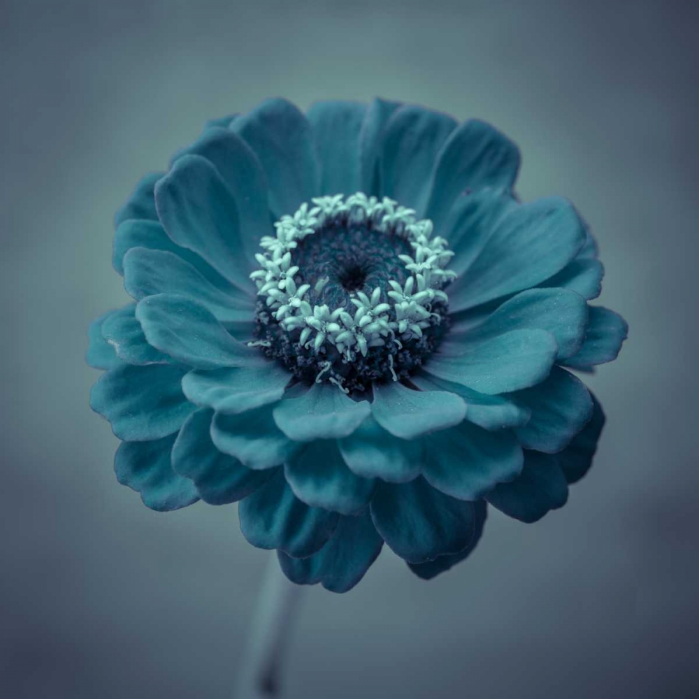 Fresh Zinnia flower art print by Assaf Frank for $57.95 CAD