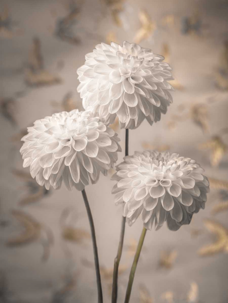 Beautiful Dahlias flowers art print by Assaf Frank for $57.95 CAD