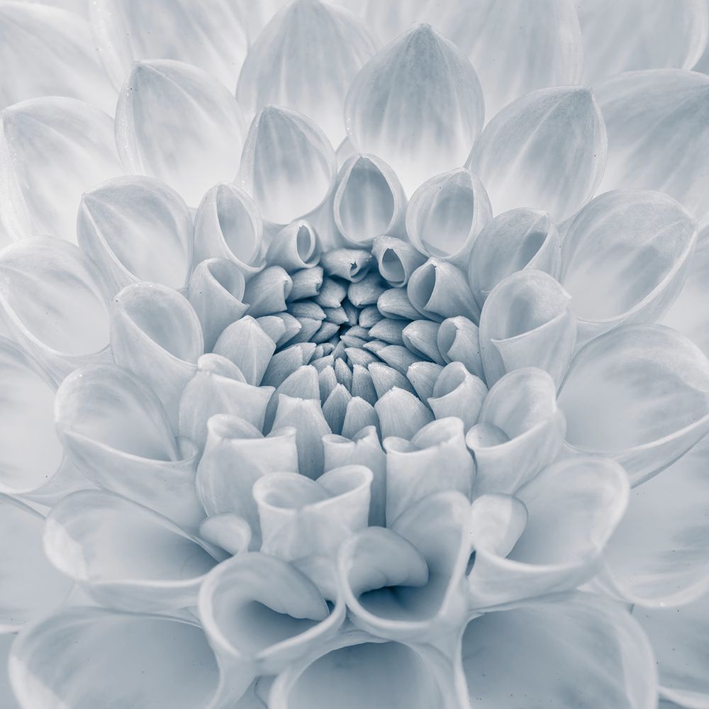 Dahlia flower, close-up art print by Assaf Frank for $57.95 CAD