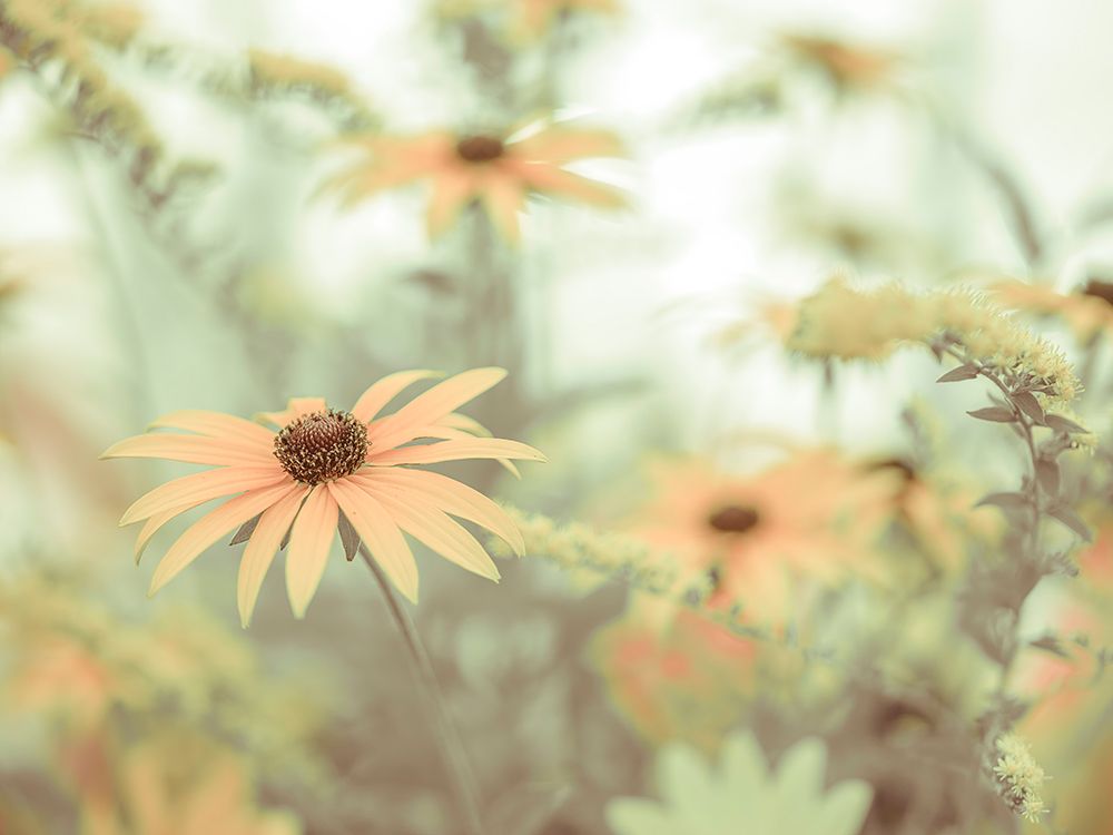 Cone flowers art print by Assaf Frank for $57.95 CAD