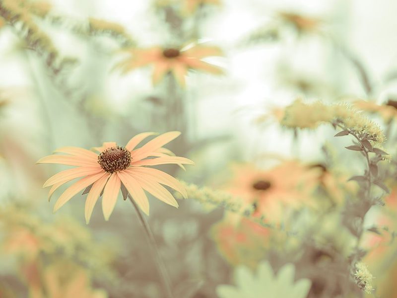 Cone flowers art print by Assaf Frank for $57.95 CAD