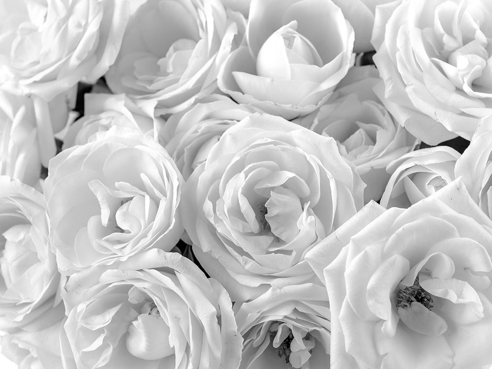 Full frame of roses art print by Assaf Frank for $57.95 CAD