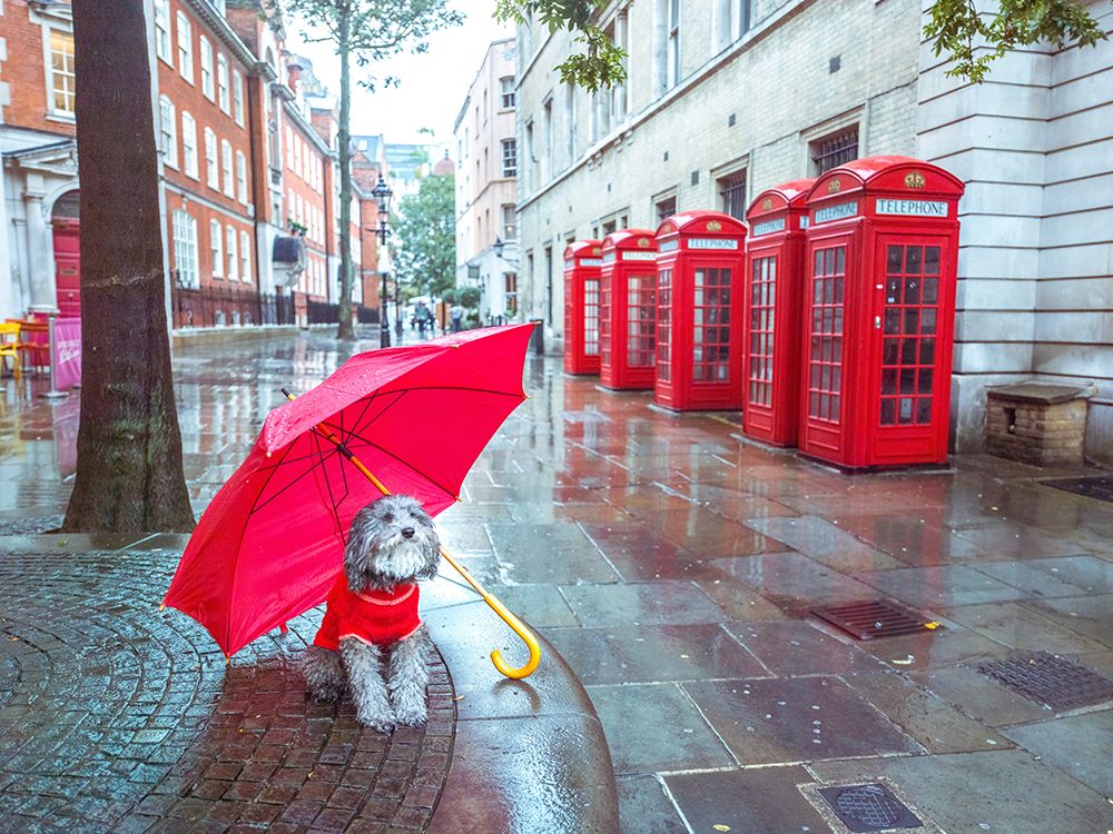 Dog with umbrella on London city street art print by Assaf Frank for $57.95 CAD