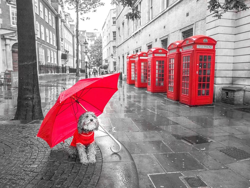 Dog with umbrella in London art print by Assaf Frank for $57.95 CAD