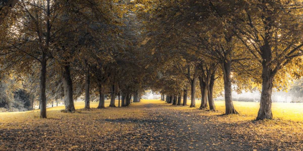 Pathway through trees in forest art print by Assaf Frank for $57.95 CAD