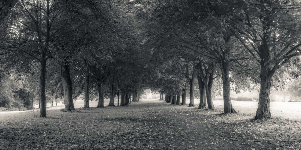 Pathway through trees in forest art print by Assaf Frank for $57.95 CAD
