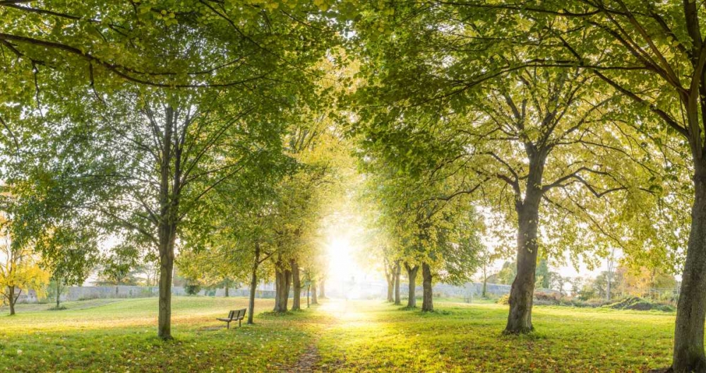 Panoramic view of a forest art print by Assaf Frank for $57.95 CAD